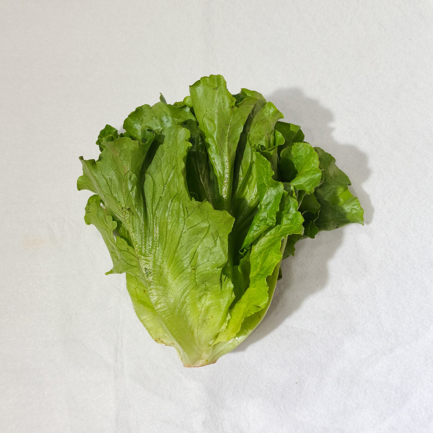 一斤裝生菜 Lettuce, 1 Catty Pack