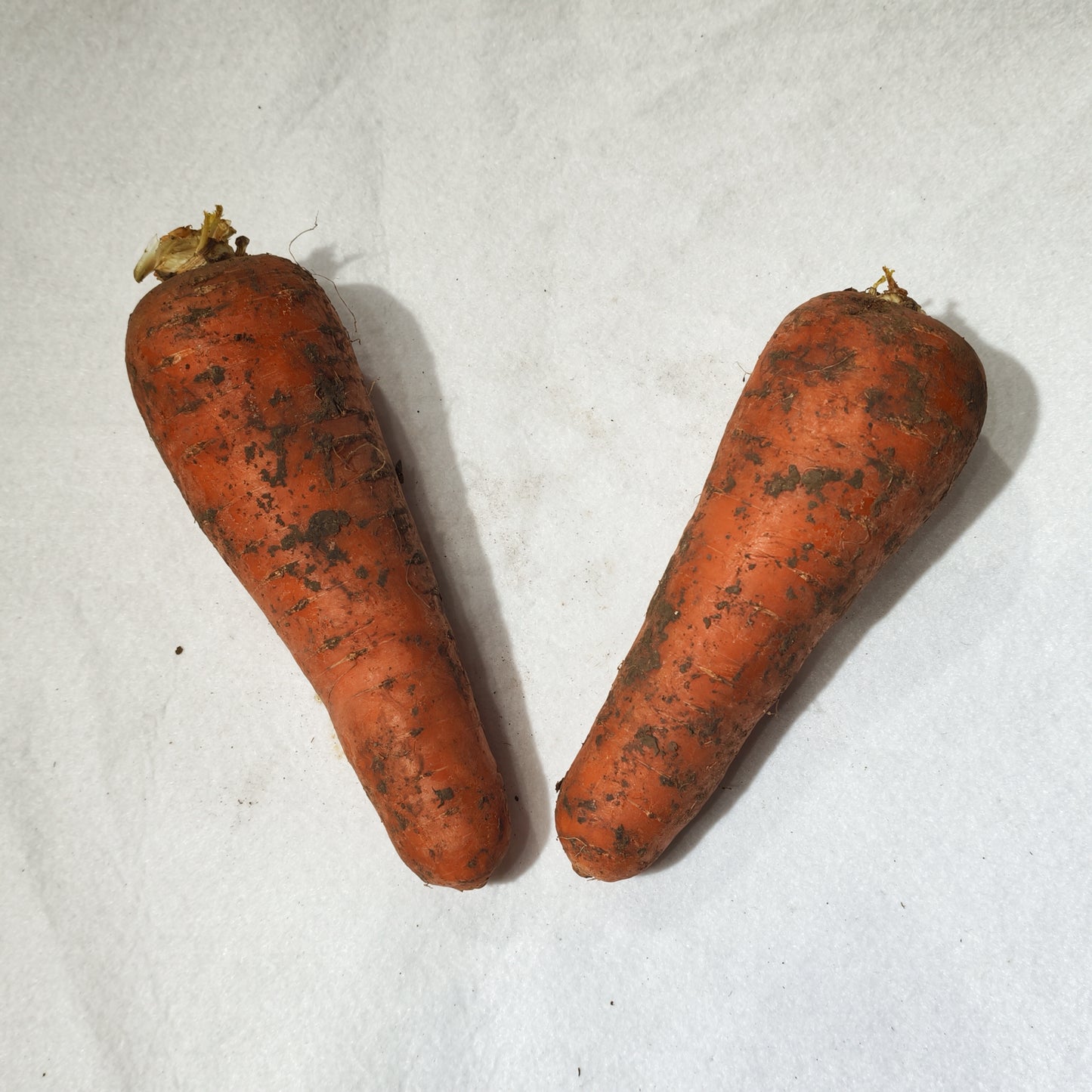 兩條裝泥蘿蔔 Mud Radish, 2 Pieces Pack