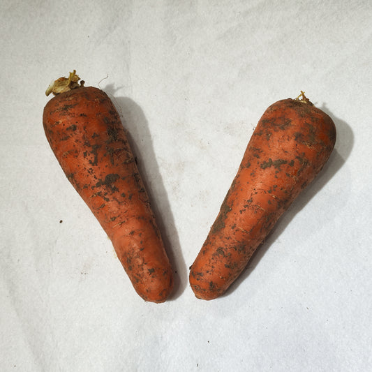 兩條裝泥蘿蔔 Mud Radish, 2 Pieces Pack