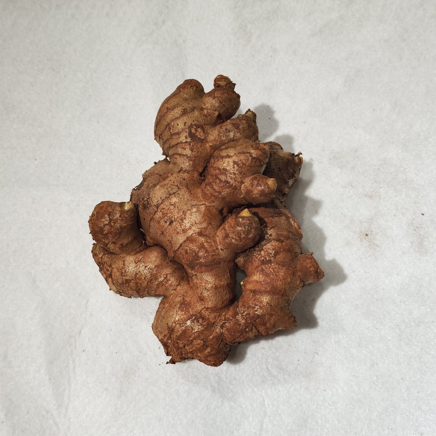 一斤裝泥薑 Mud Ginger, 1 Catty Pack