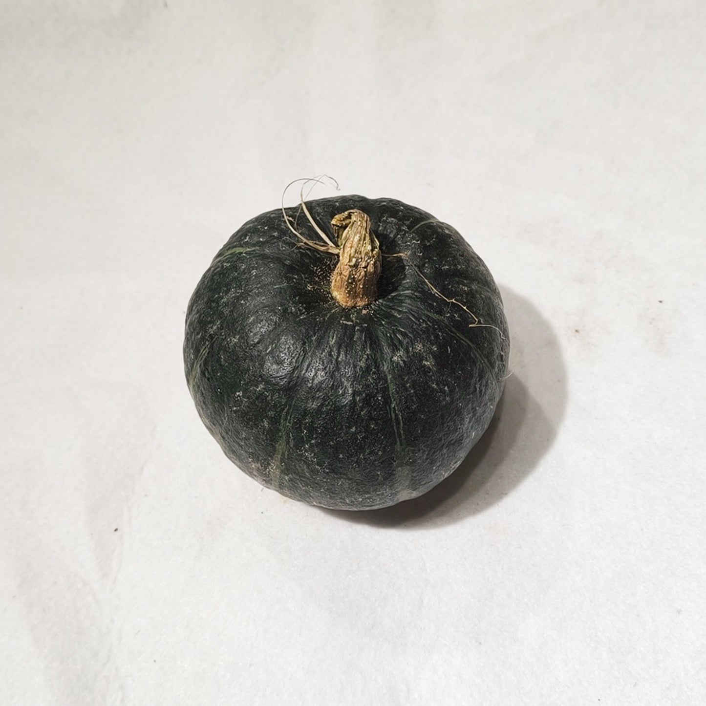 一隻裝貝貝南瓜 Baby Pumpkin，1 Piece Pack