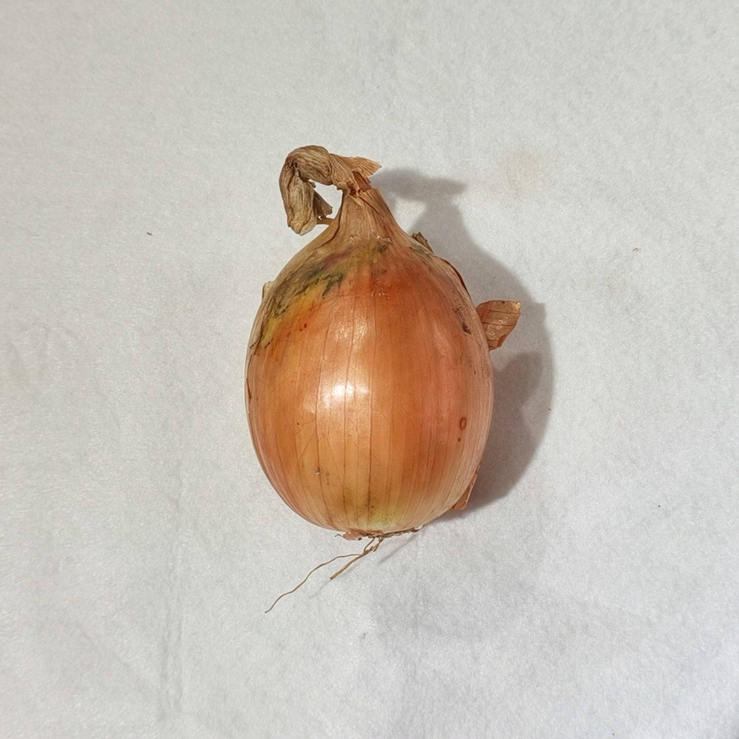 兩隻裝洋蔥 Onions, 2 Pieces Pack